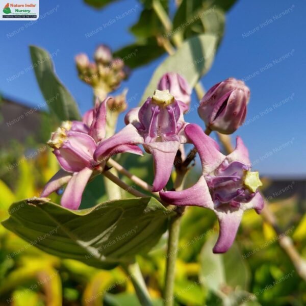 calotropis-gigantea-05