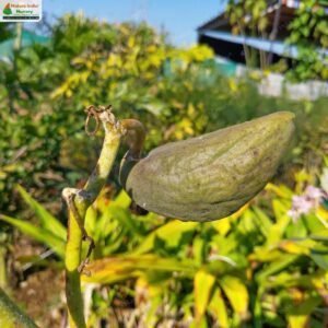 calotropis-gigantea-06