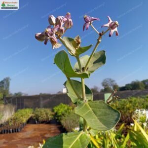 calotropis-gigantea-07