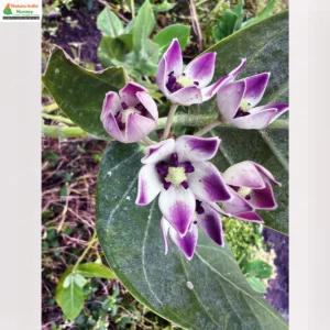 Calotropis procera