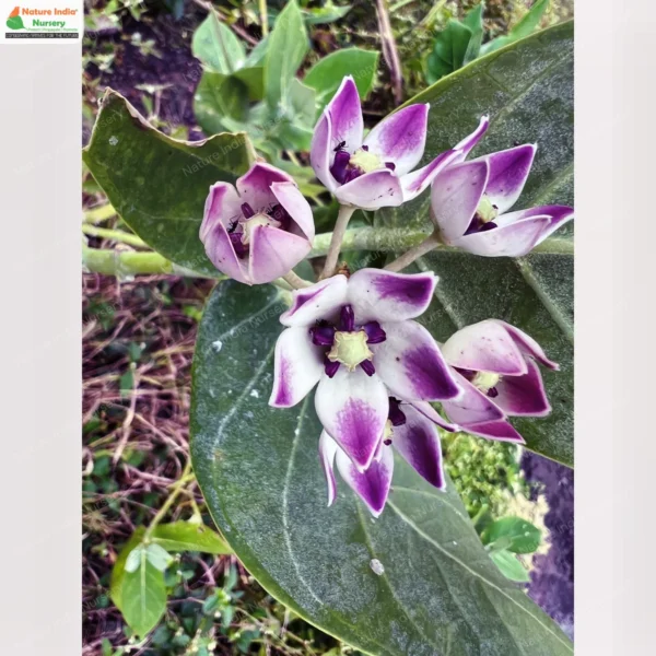 calotropis-procera-01