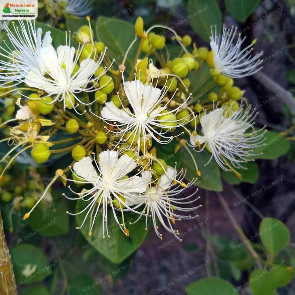 Buy Capparis grandis Plant in Bulk Online - Nature India Nursery