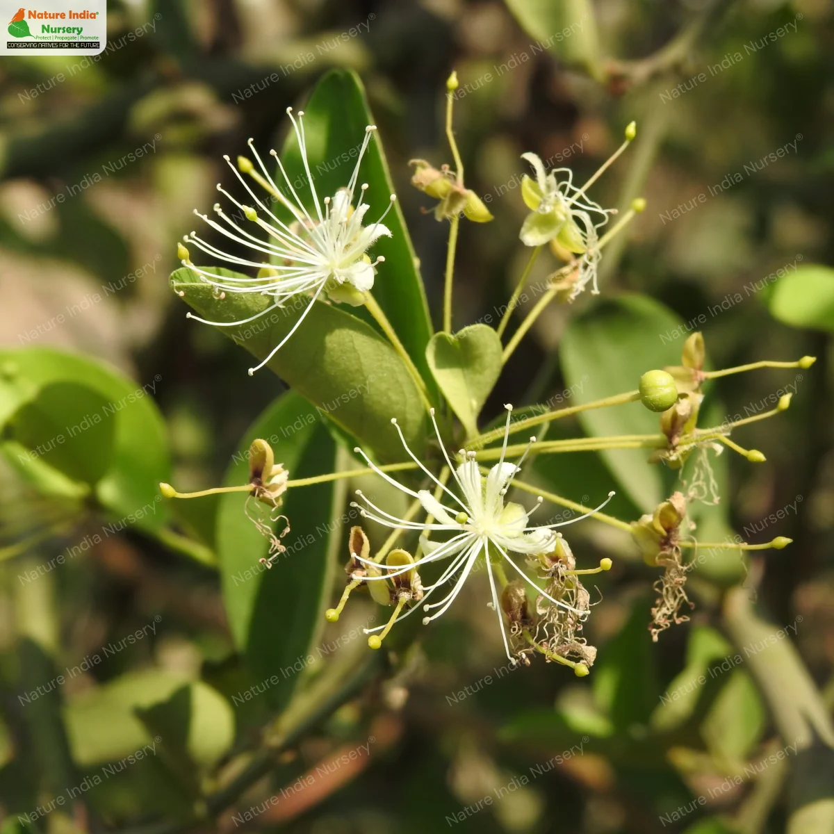 Buy Capparis sepiaria Plant in Bulk Online - Nature India Nursery