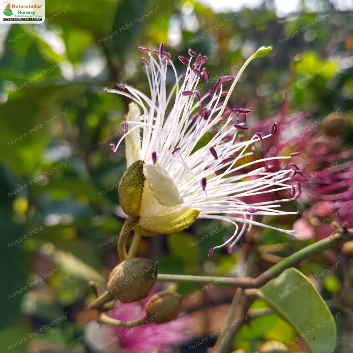 Capparis zeylanica