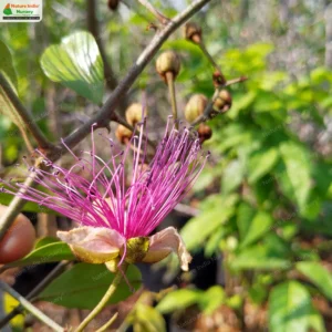 capparis-zeylanica-07