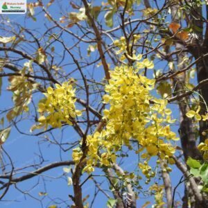 cassia-fistula-02