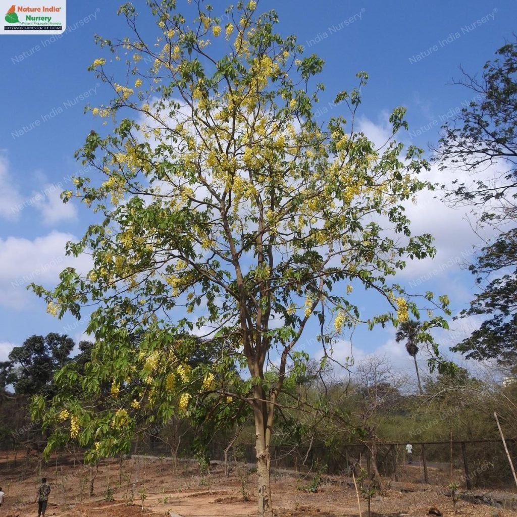 Nature India Nursery - India's Only Native Plant Nursery