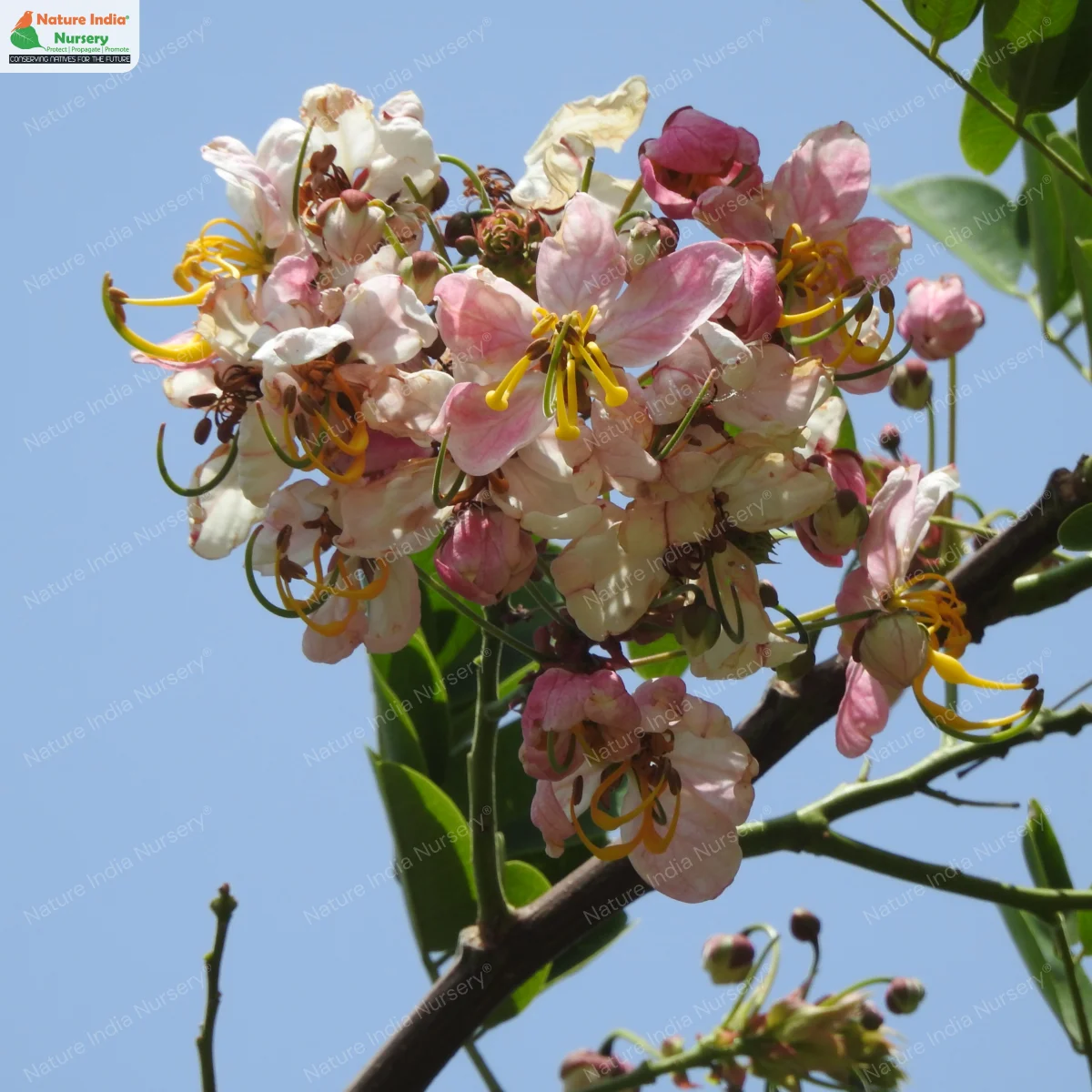 Buy Cassia javanica Plant in Bulk Online - Nature India Nursery