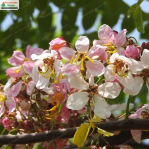 cassia-javanica-04