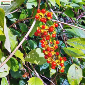 Celastrus paniculatus