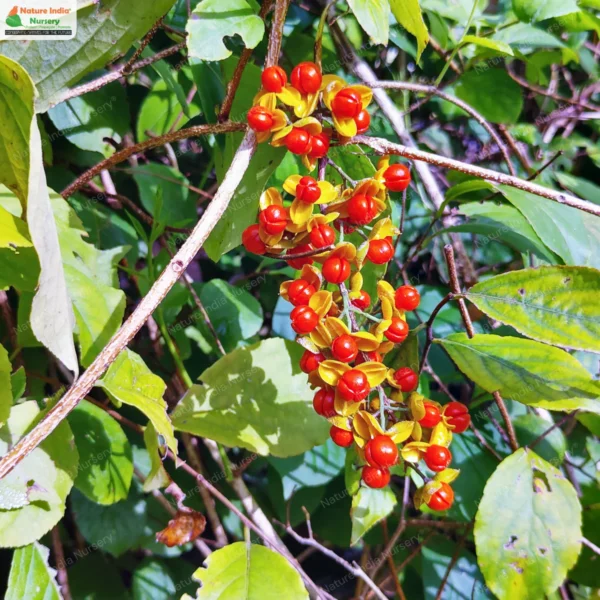 celastrus-paniculatus-01