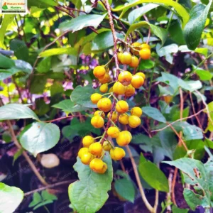 celastrus-paniculatus-02