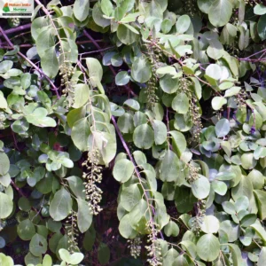 celastrus-paniculatus-03