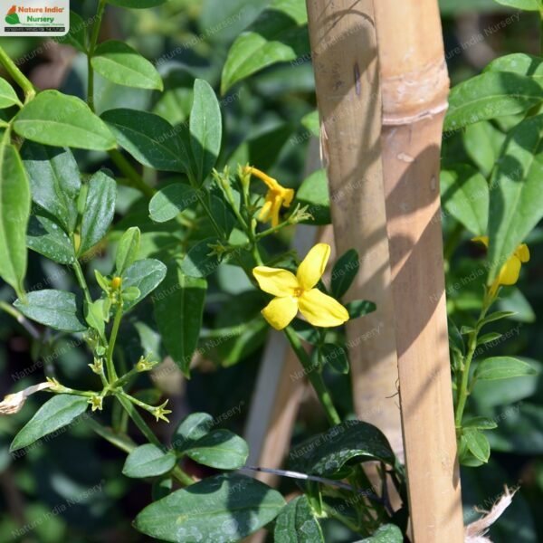 chrysojasminum-humile-01