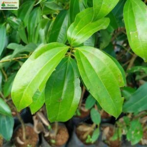 cinnamomum-tamala-02