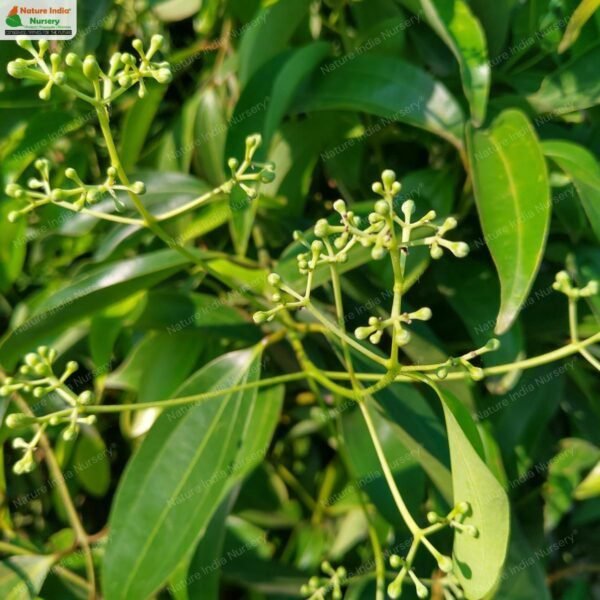 cinnamomum-tamala-03