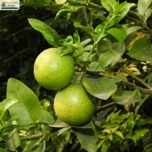 Citrus aurantiifolia