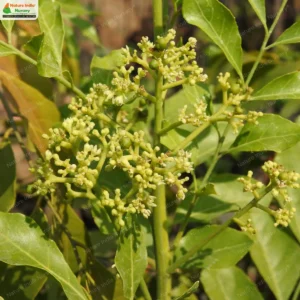 clausena-indica-01