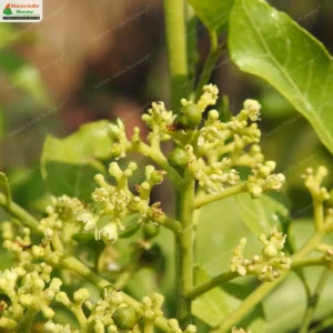 clausena-indica-02