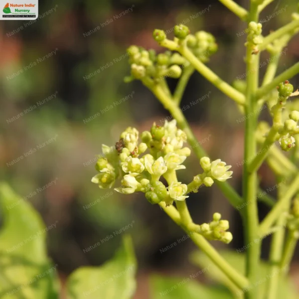 clausena-indica-04