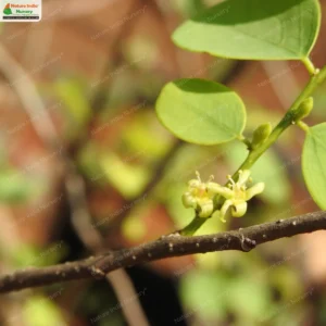 cleistanthus-collinus-03
