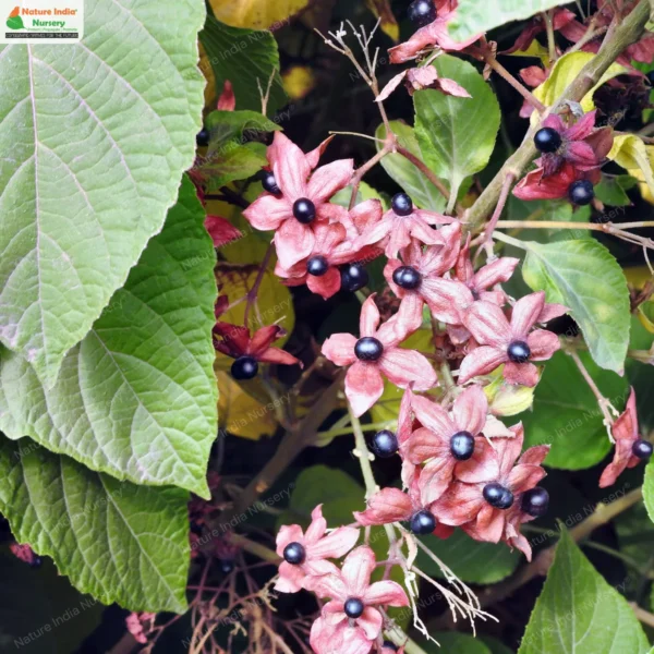 clerodendrum-infortunatum-01