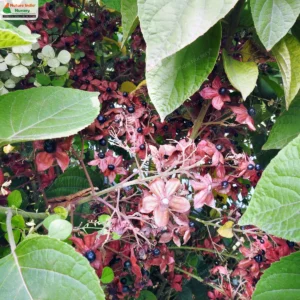 clerodendrum-infortunatum-02
