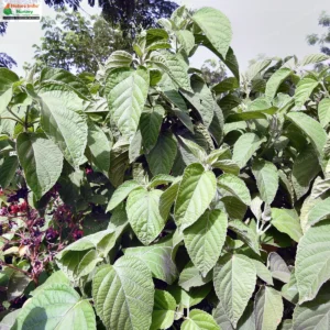 clerodendrum-infortunatum-03