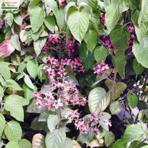clerodendrum-infortunatum-04