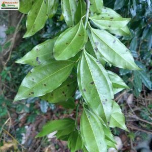 cocculus-laurifolius-10