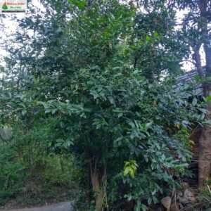 cocculus-laurifolius-11