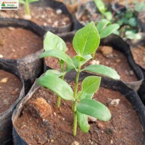 cocculus-laurifolius-12