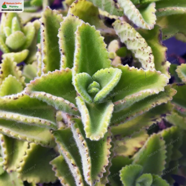 coleus-amboinicus-01