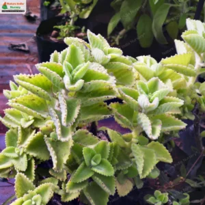 coleus-amboinicus-02