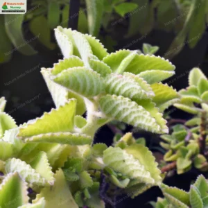 coleus-amboinicus-04