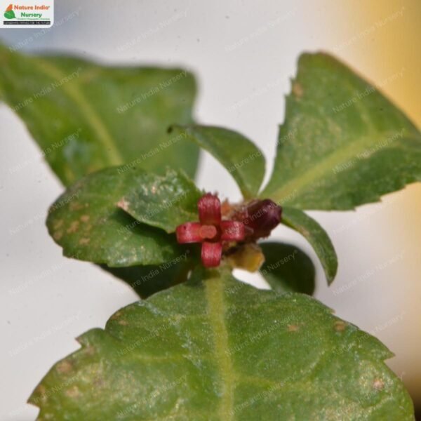 commiphora-wightii-04