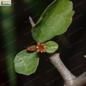 commiphora-wightii-06