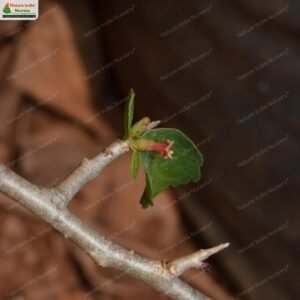 commiphora-wightii-07