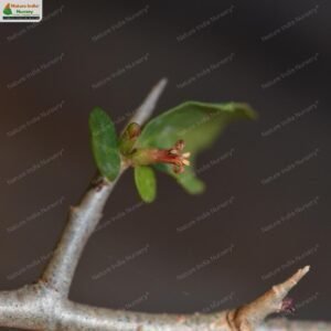 commiphora-wightii-08