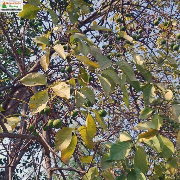 crateva-adansonii-odora-09