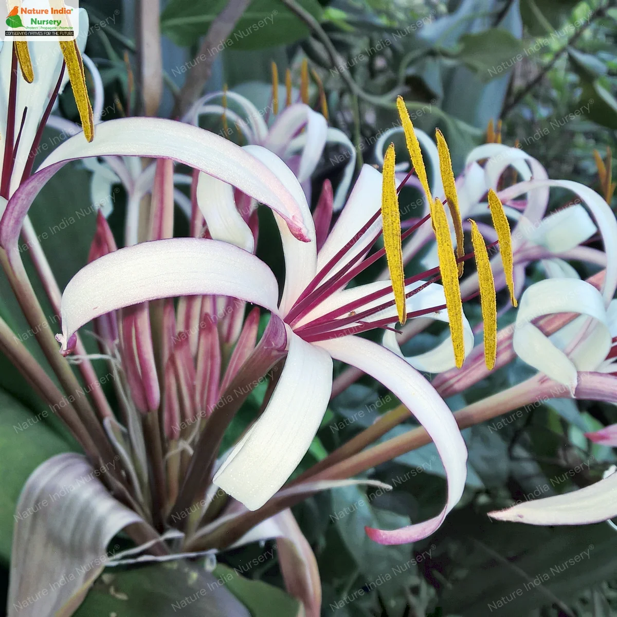 Crinum amabile
