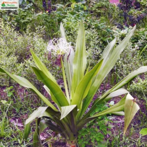 crinum-asiaticum-01