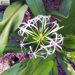 Crinum asiaticum