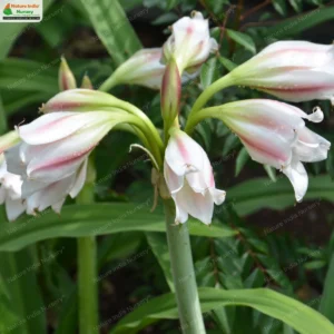 Crinum latifolium