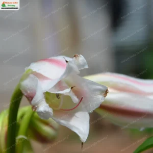 crinum-latifolium-02