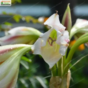 crinum-latifolium-03