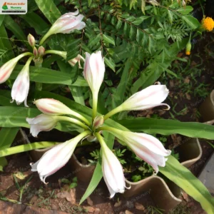 crinum-latifolium-04
