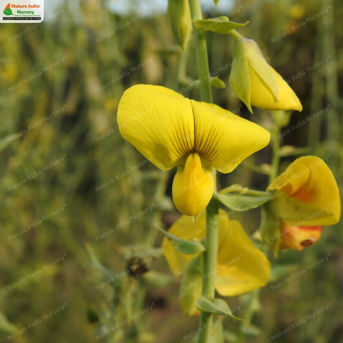 Crotalaria spectabilis