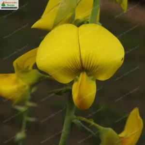 crotalaria-spectabilis-17