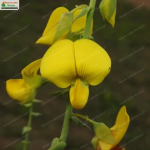 crotalaria-spectabilis-18